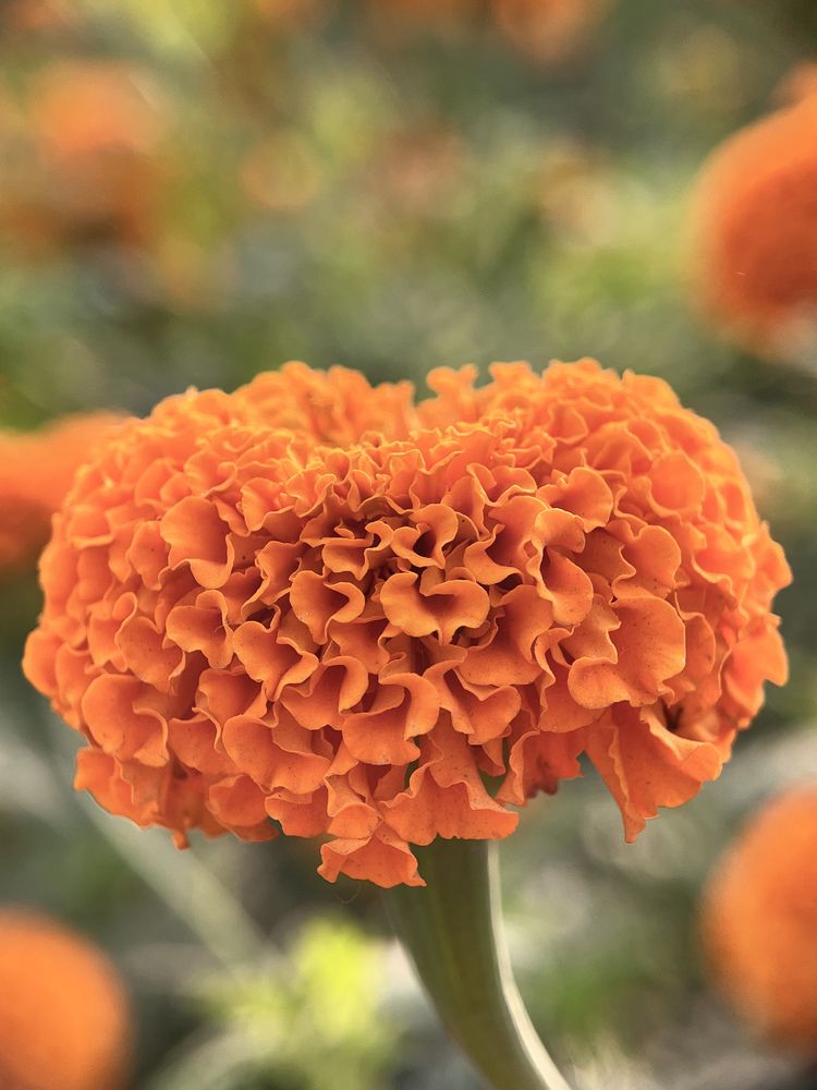 Photograph by Souvik Bhowmik