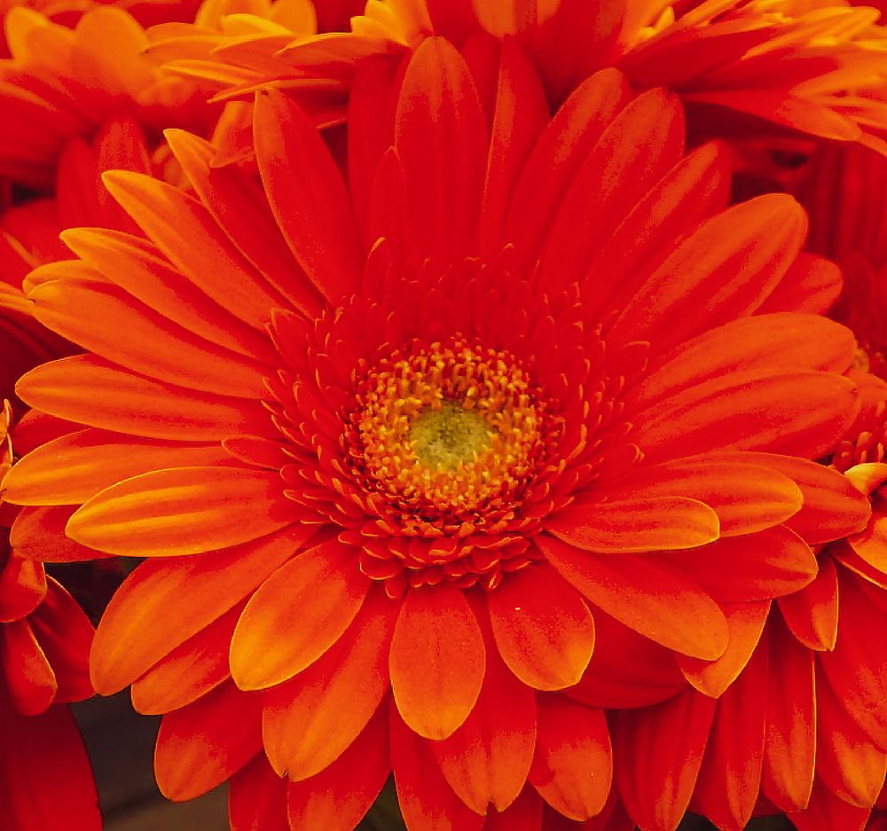 Photograph by IRINA KORNEVA