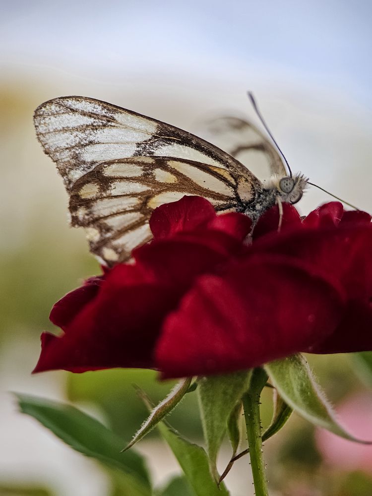 Photograph by Hannah Surji