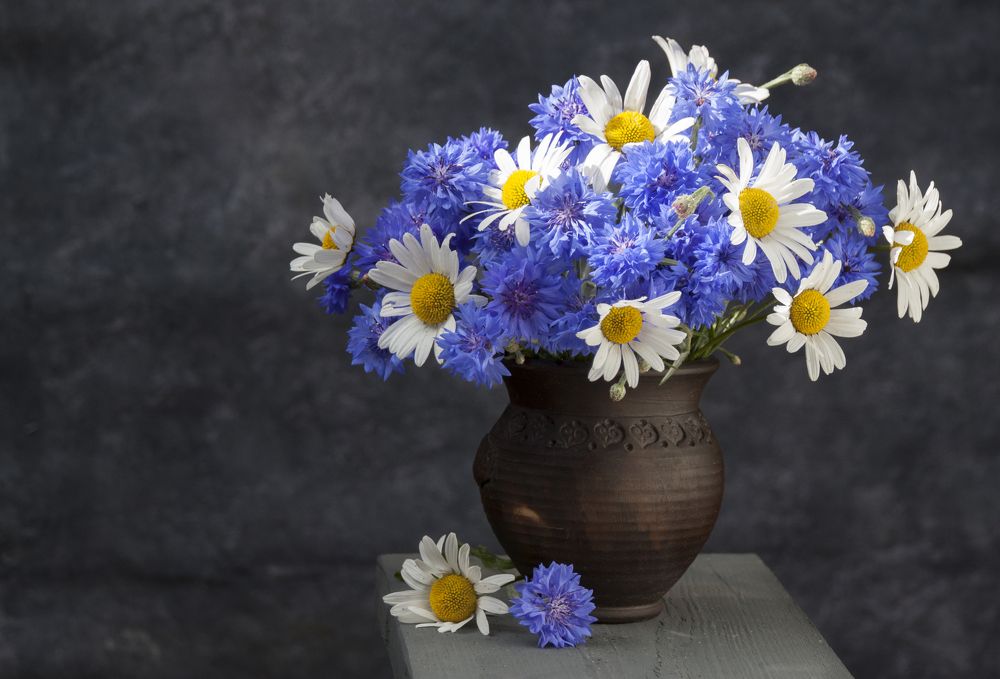 Photograph by Галина Щипакина