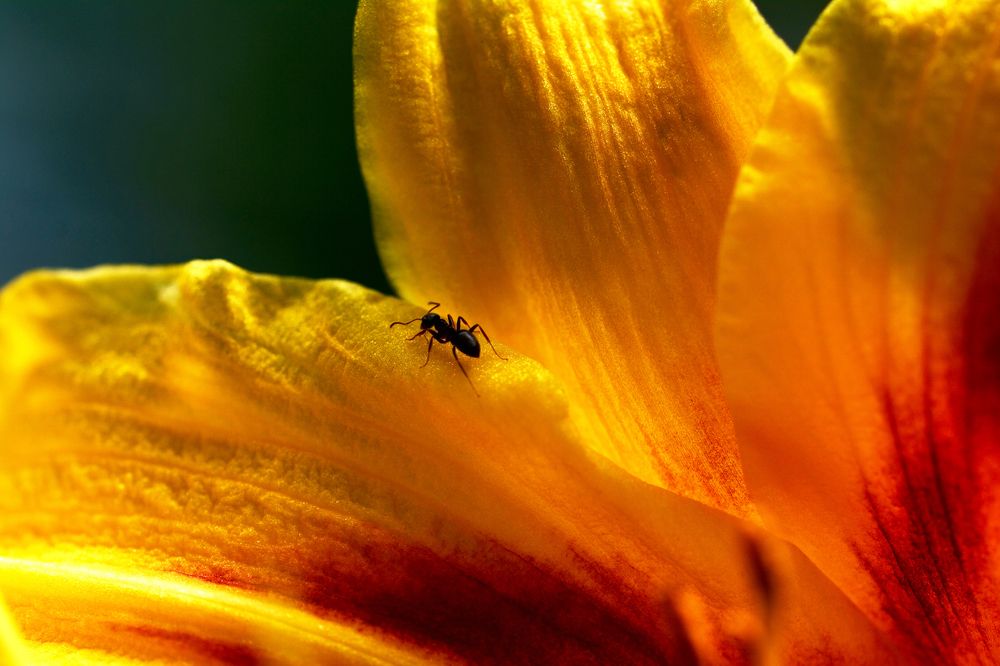 Фотография автора YANN JACOB