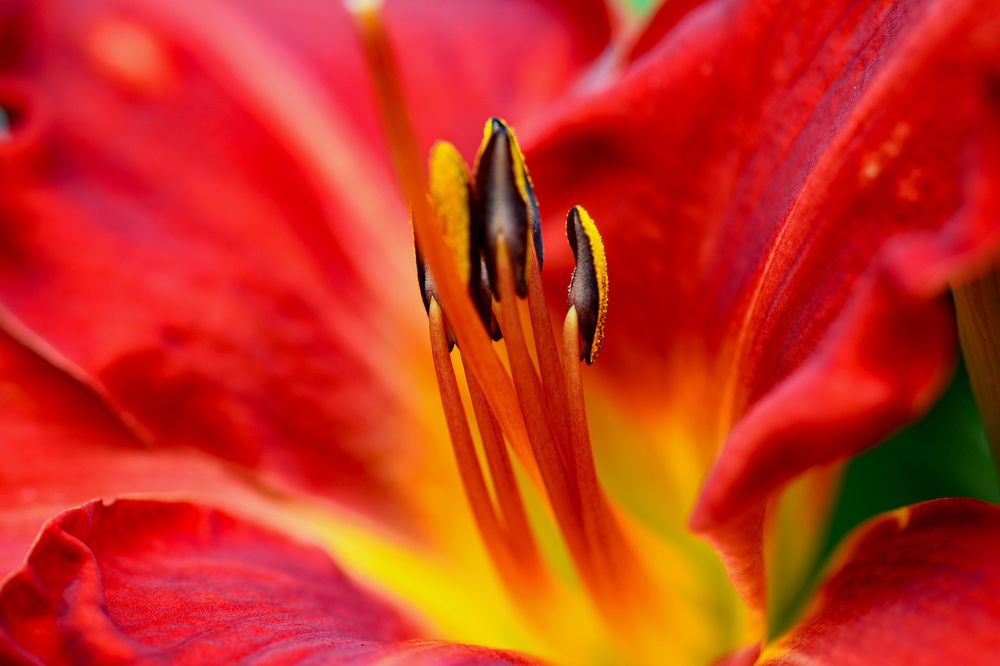 Фотография автора YANN JACOB