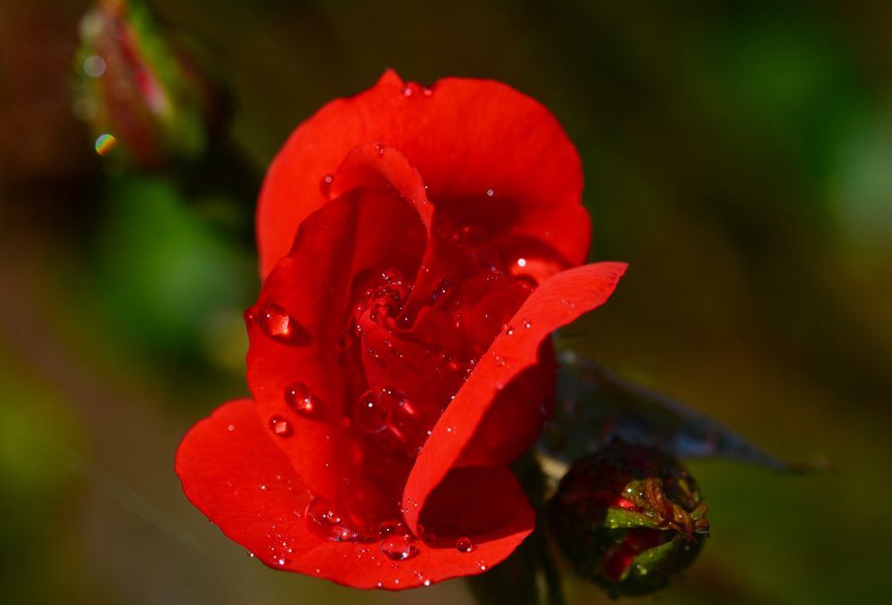 Фотография автора YANN JACOB