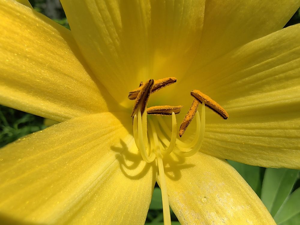 Солнечный цыеток