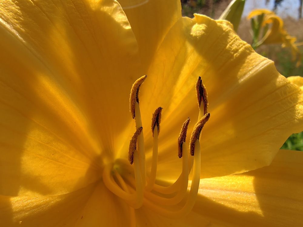 Жёлтая лилия