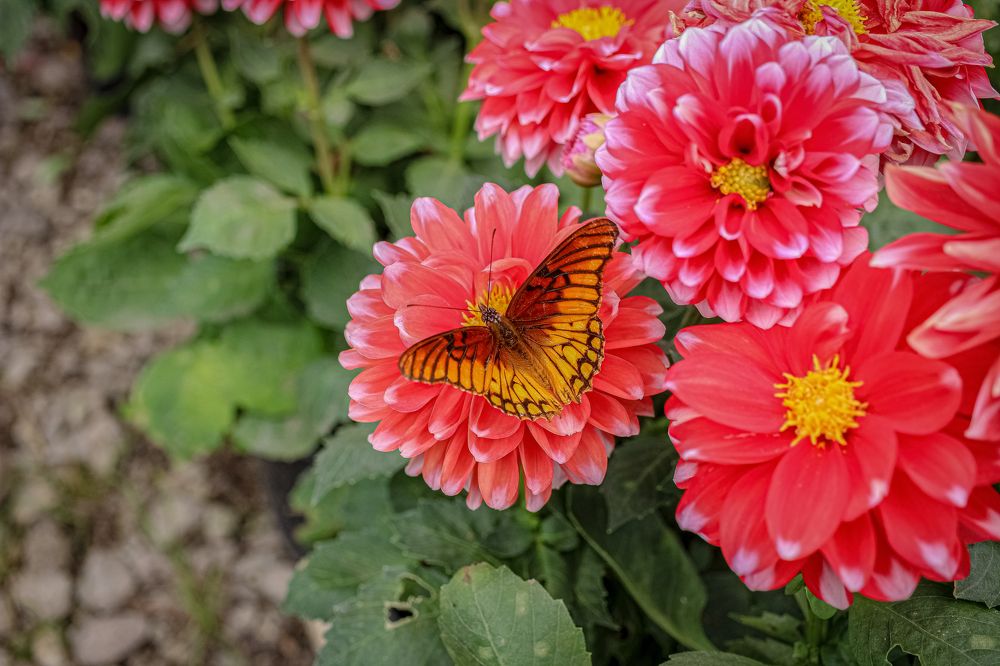 Photograph by JORGE DORANTES