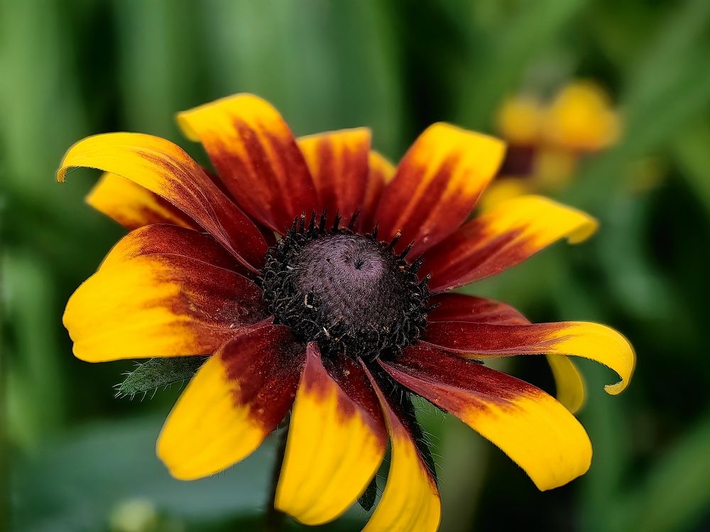 Photograph by Сергей Гриднев