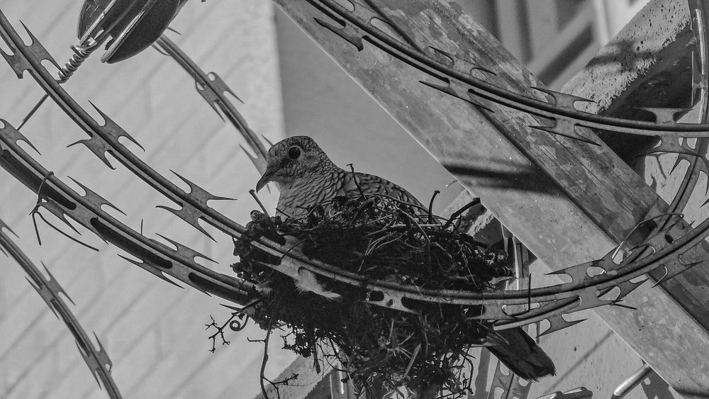 The Bird