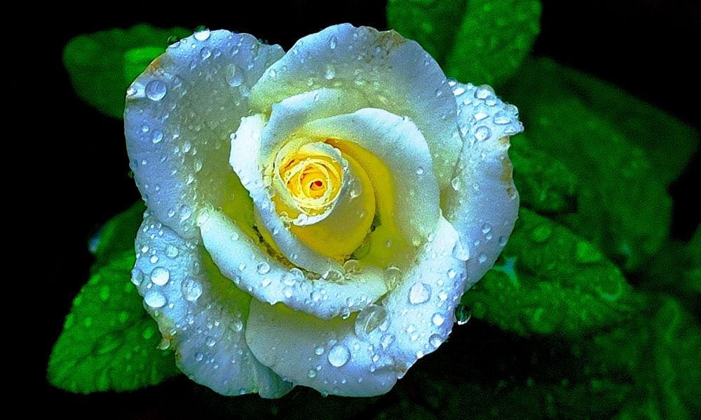 Water droplets on rose