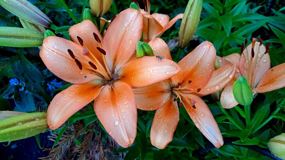 Photograph by Николай Худяков