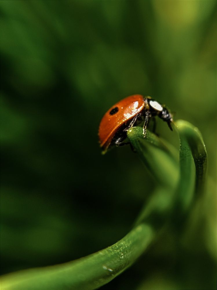 Фотография автора Юлия Якубова