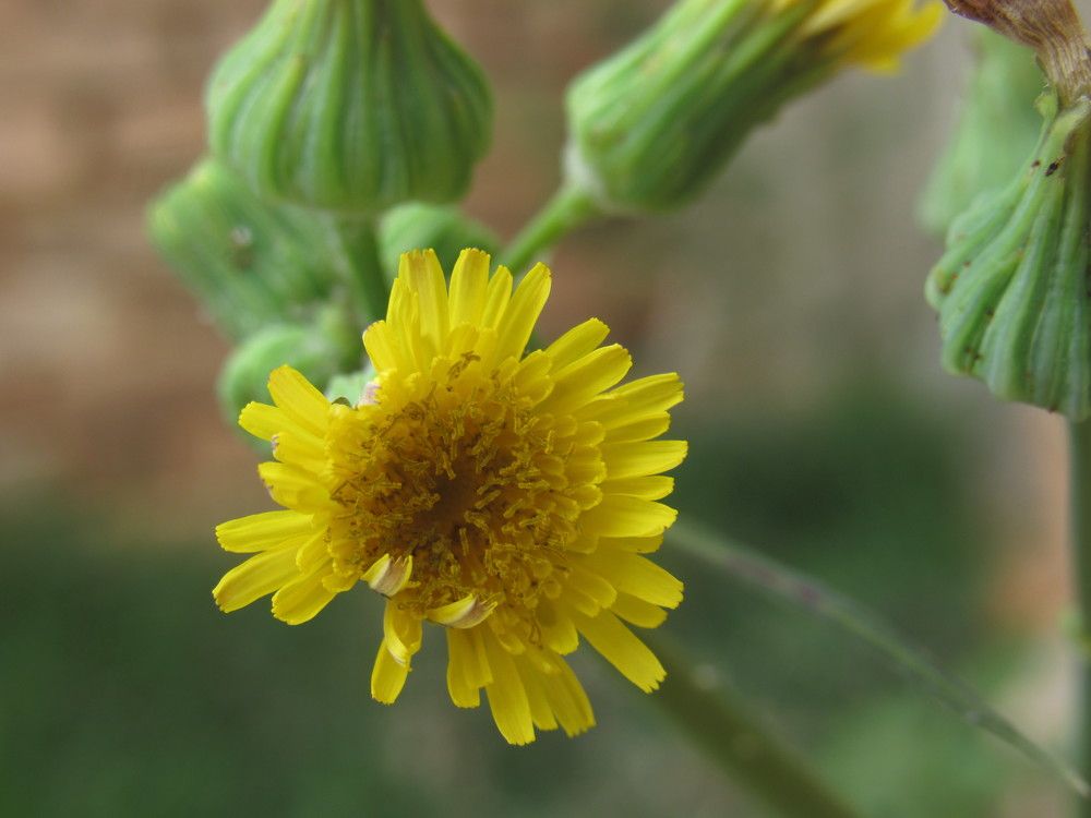 Photograph by Juliana