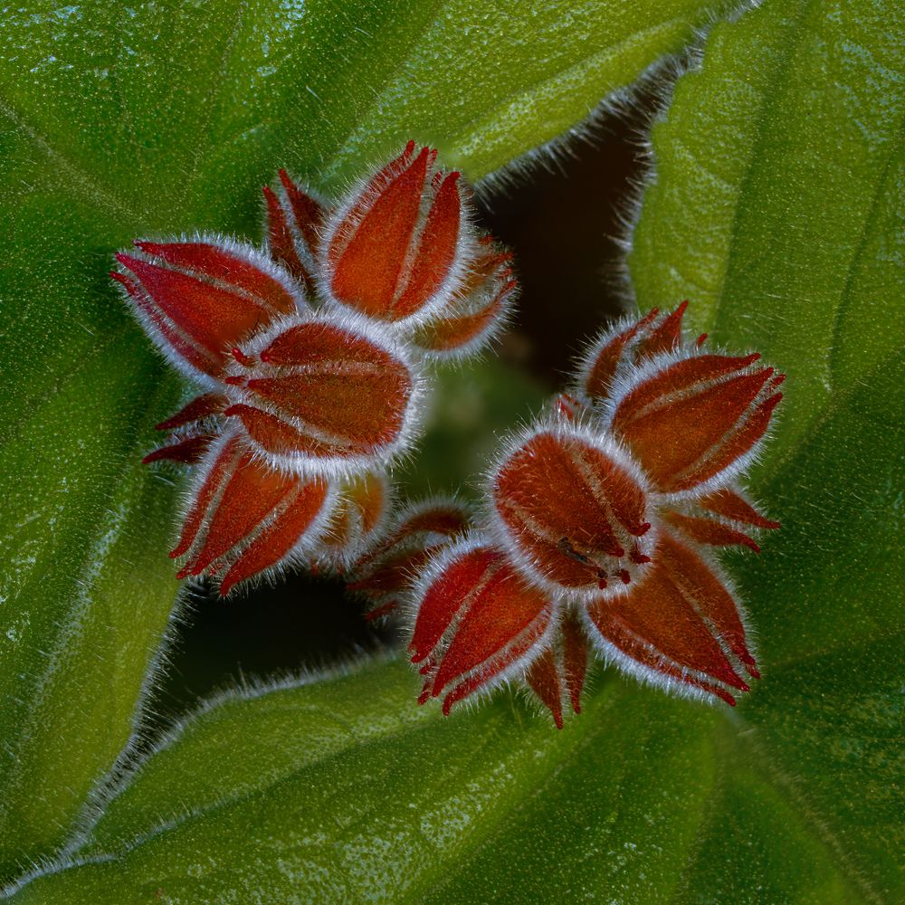 Photograph by Valdir Hobus