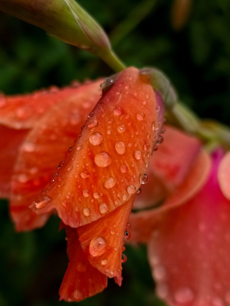 Photograph by Людмила Емельянчикова