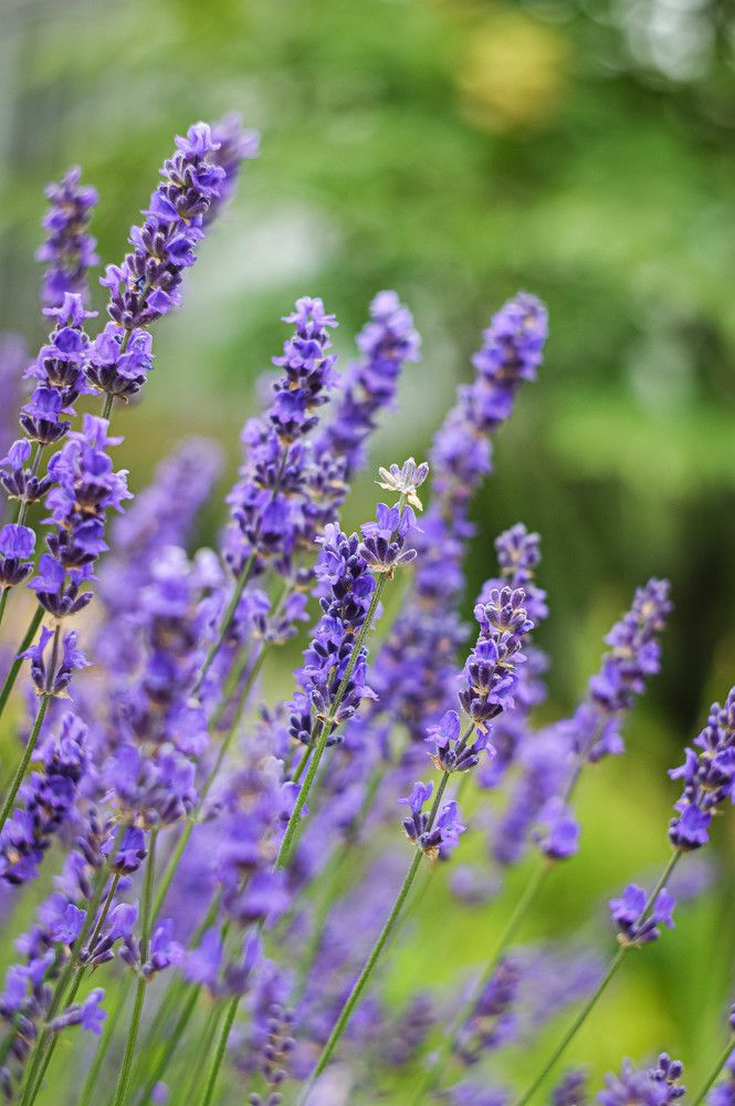 Photograph by Вера Печеник