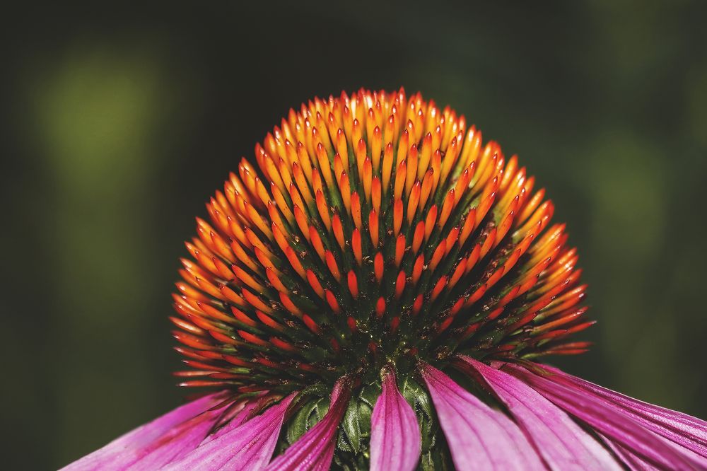 Фотография автора Viktoria Farkas