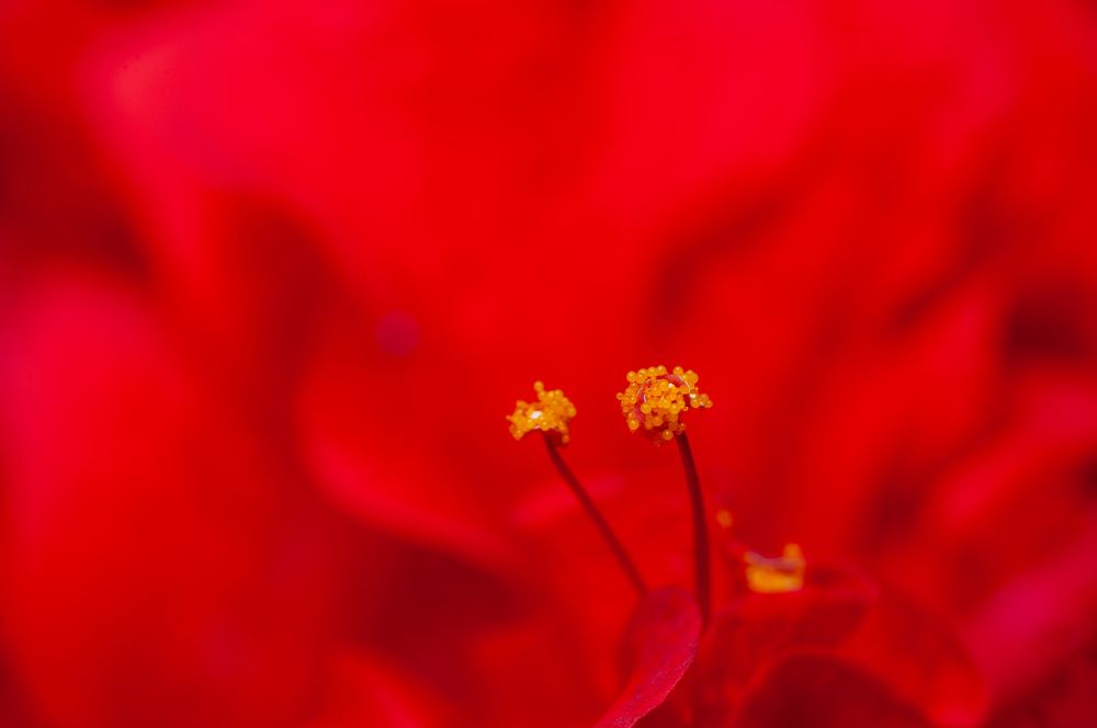 Photograph by Chamara Sulakkhana Polwatta Siriyalage