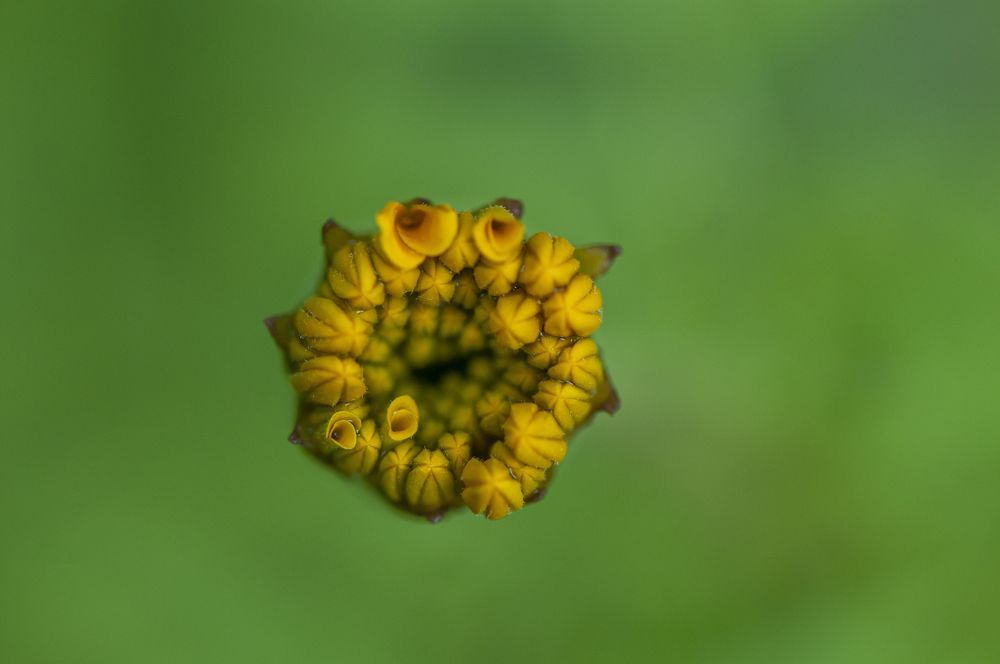 Photograph by Chamara Sulakkhana Polwatta Siriyalage