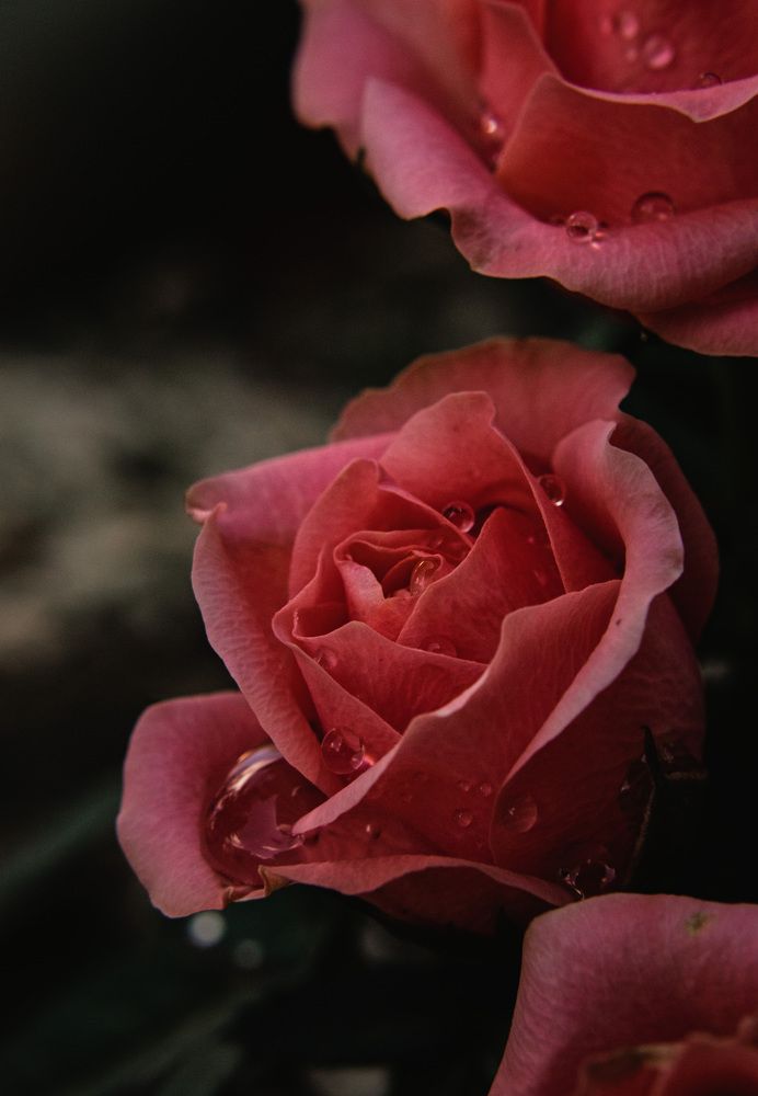 Photograph by Ольга Лобова