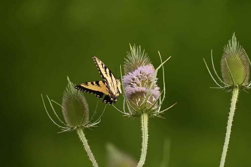 Photograph by Tyler Dewees