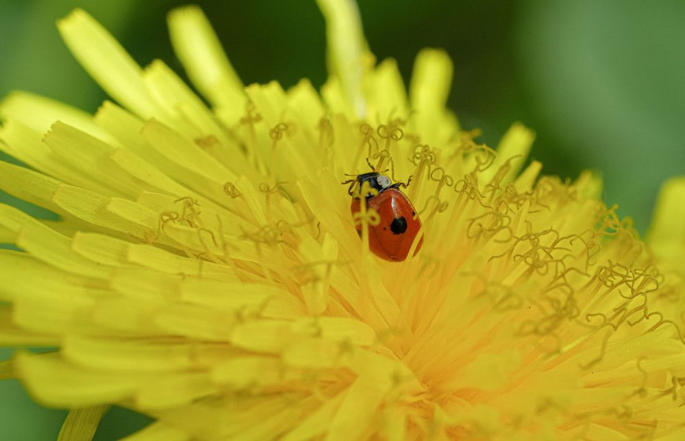 Photograph by Александр Денисов
