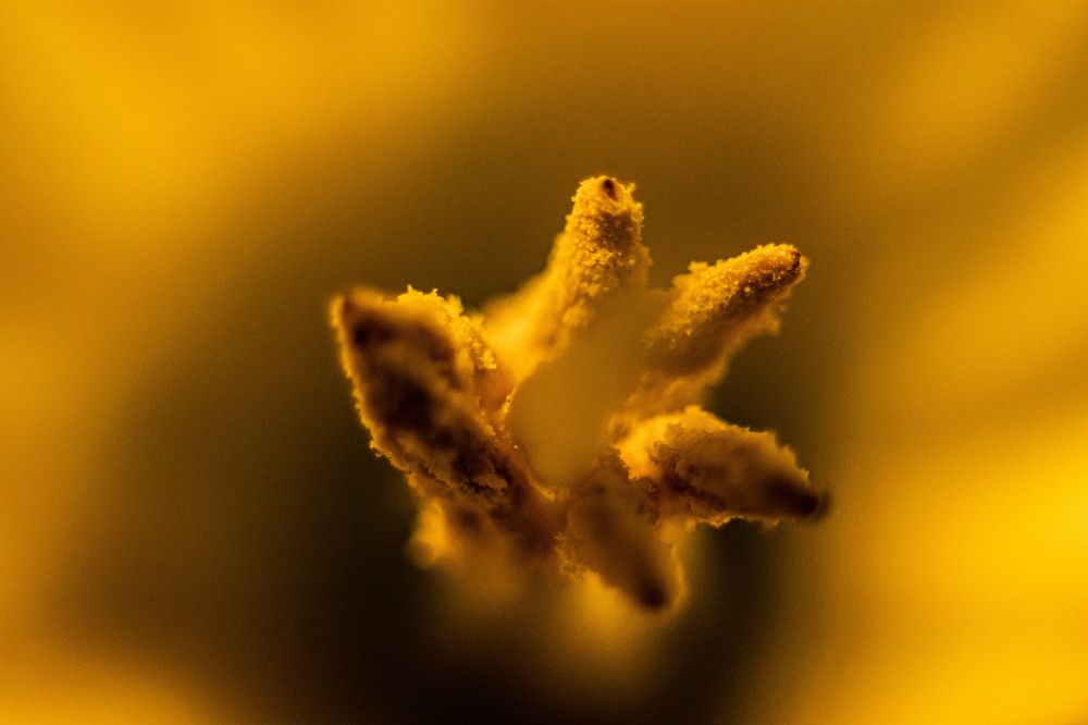 Photograph by Enescu Mihaela