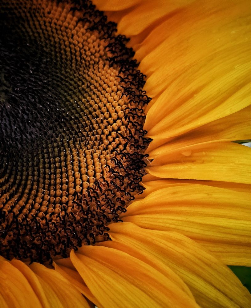 Photograph by Александра