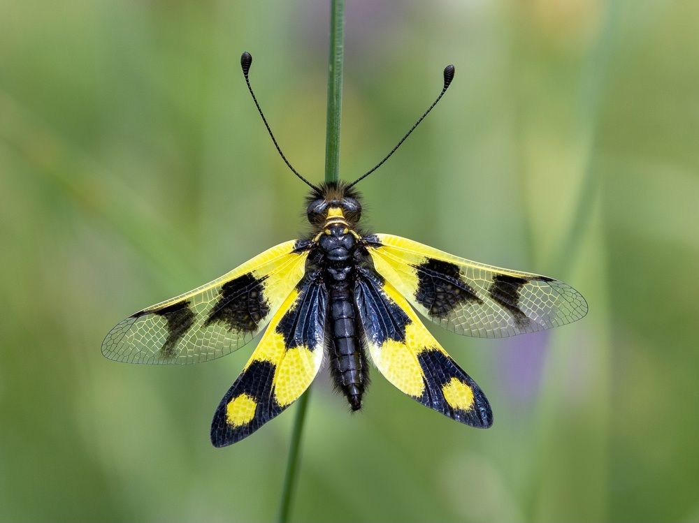 Photograph by Vida Shams