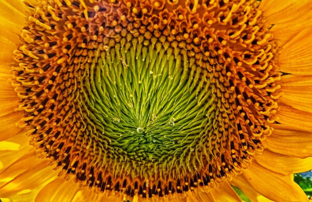 Photograph by Дайана