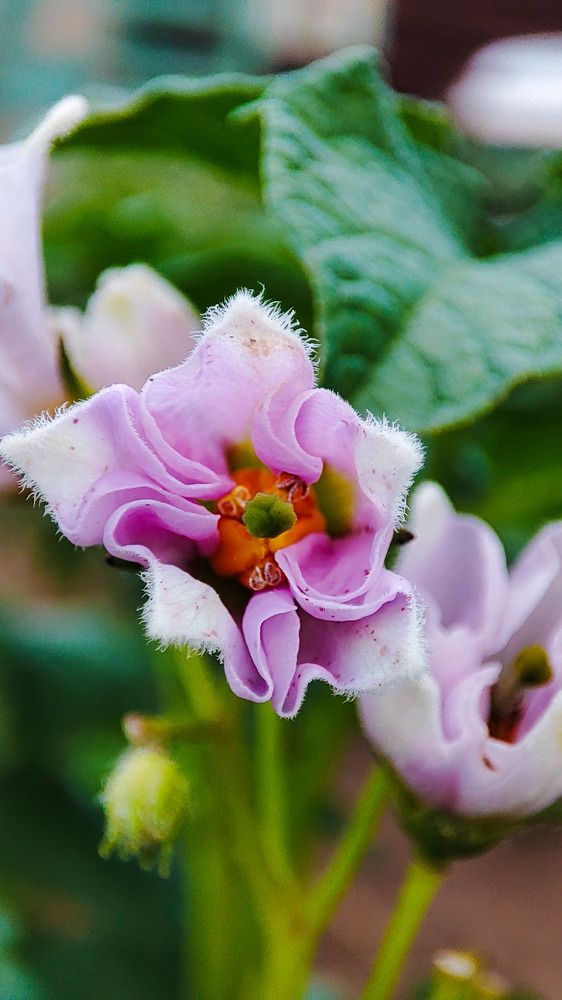 Photograph by Marina Selina