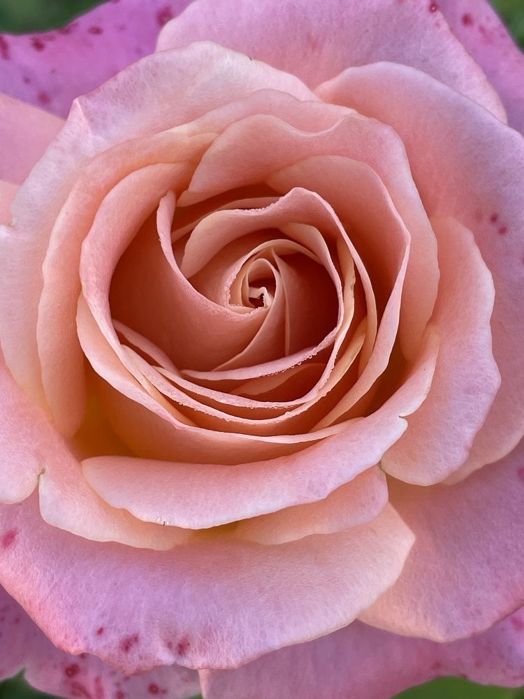 Photograph by Ирина Леонова