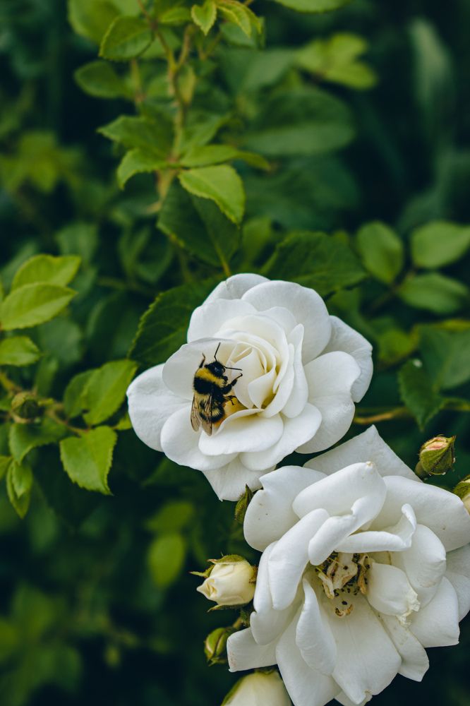 Photograph by Kanat Amre