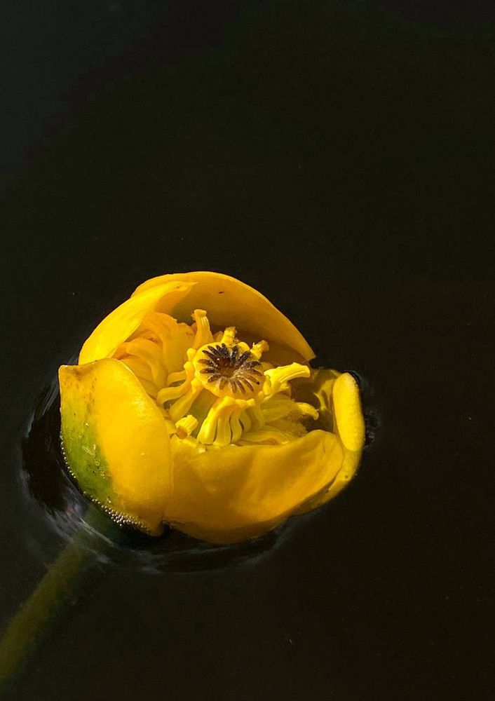 Photograph by Светлана Долганова