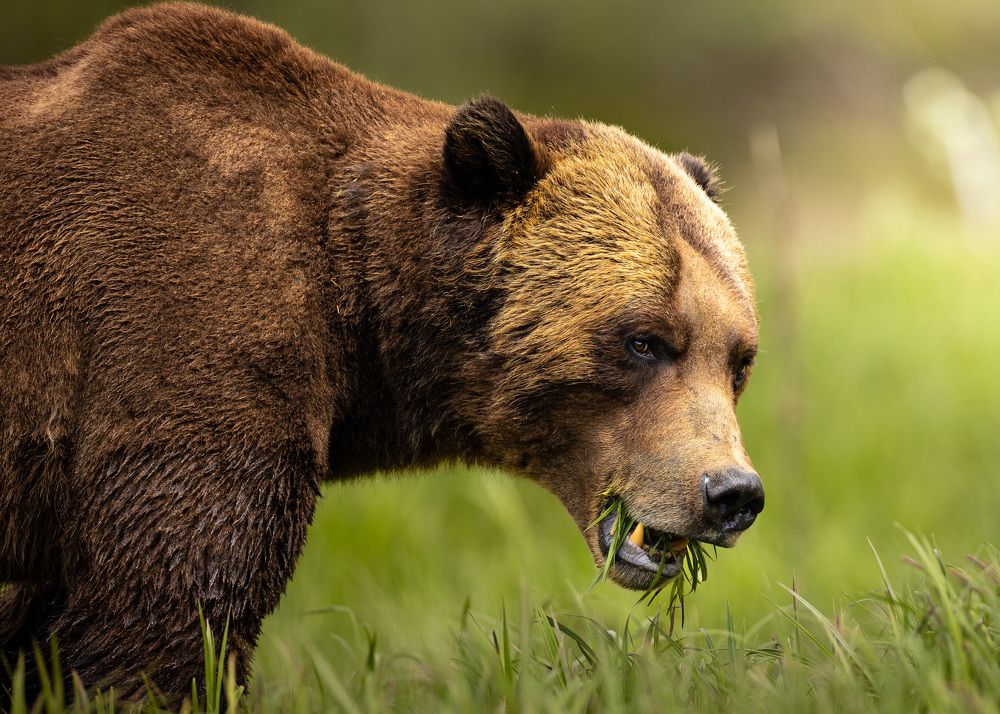 The gaze of a grizzly