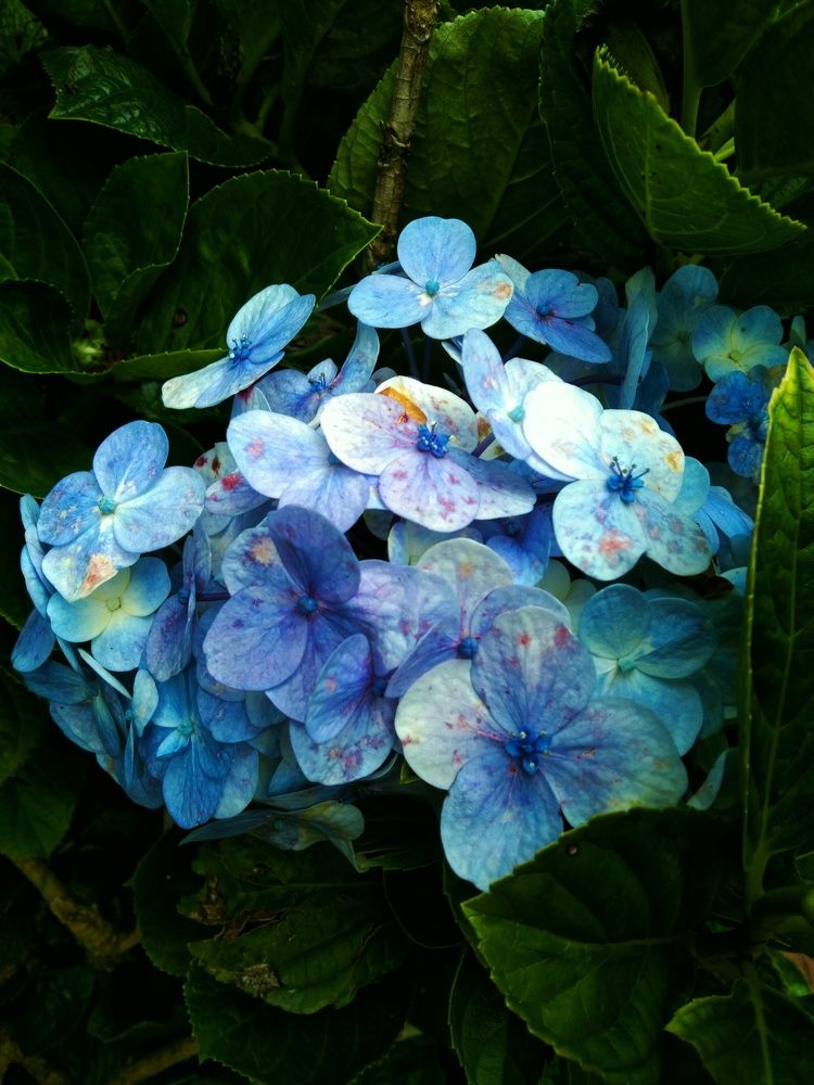 Фотография автора Pioneer Pixel