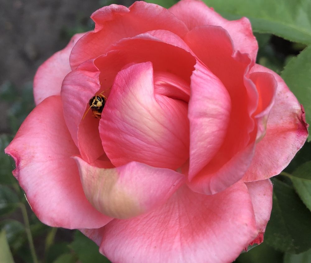 Photograph by Ольга Дубинкина