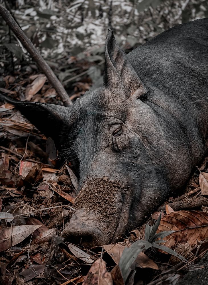 Photograph by M. Maleesha Sathsara Perera
