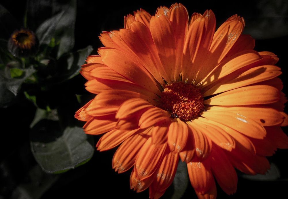 Фотография автора Vishnu Saha