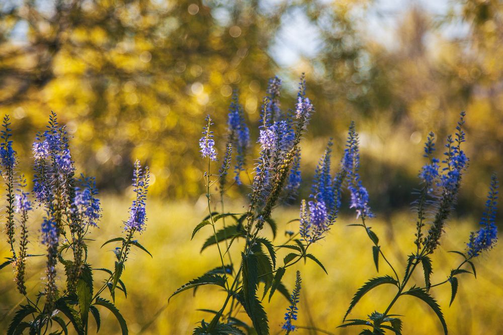 Photograph by Григорий Шишонков