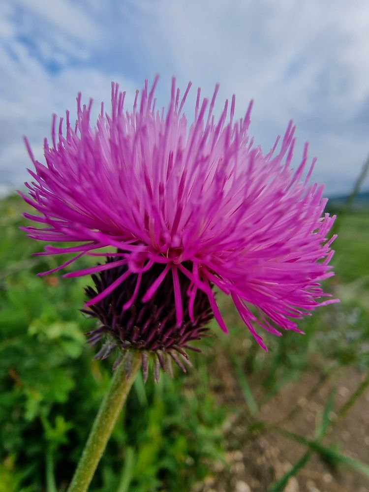 Photograph by Лидия Лащева