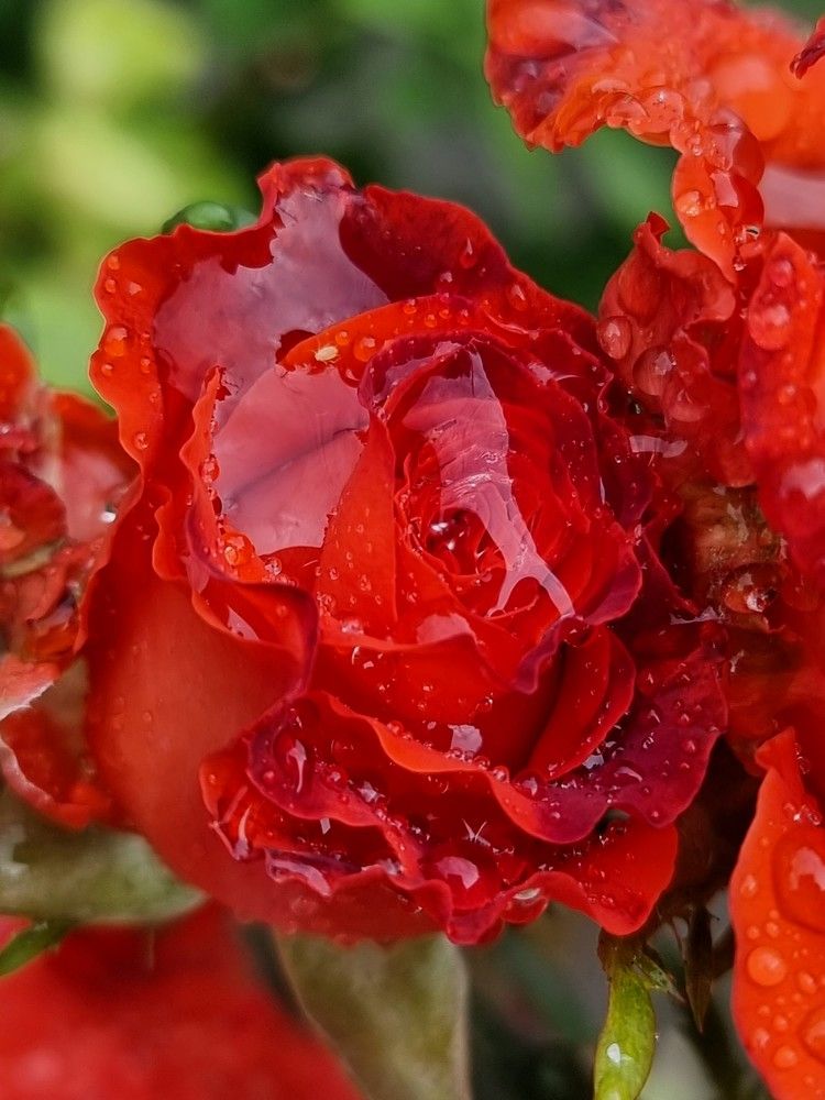 Photograph by Лидия Лащева