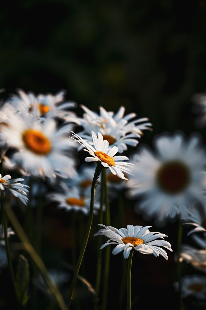 Фотография автора Илья Малеев