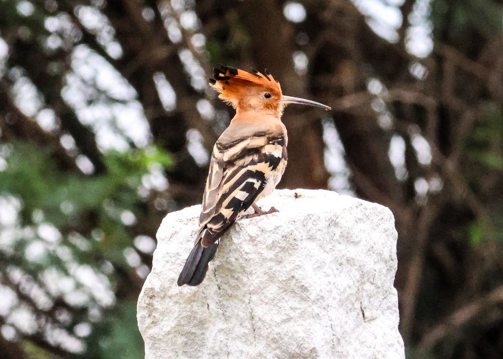 Photograph by Praveen kumar Sampath