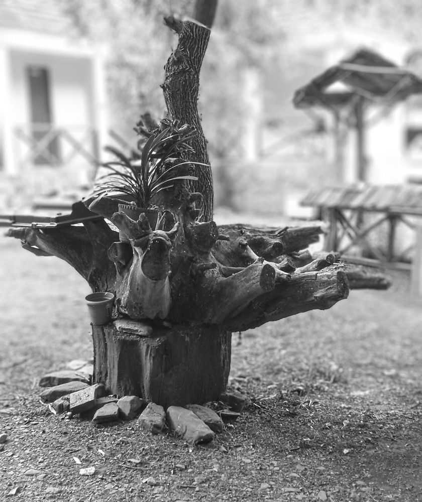 A dry tree can be this valuable.