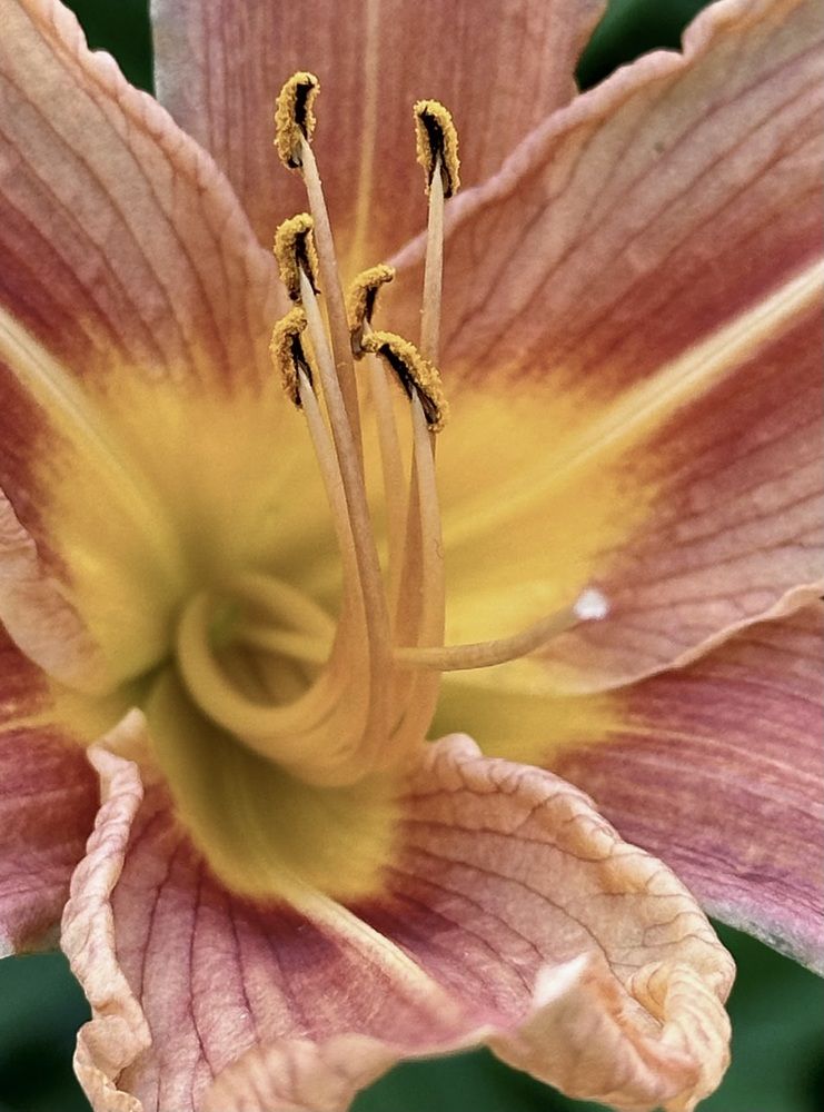 Photograph by Гуляева Светлана