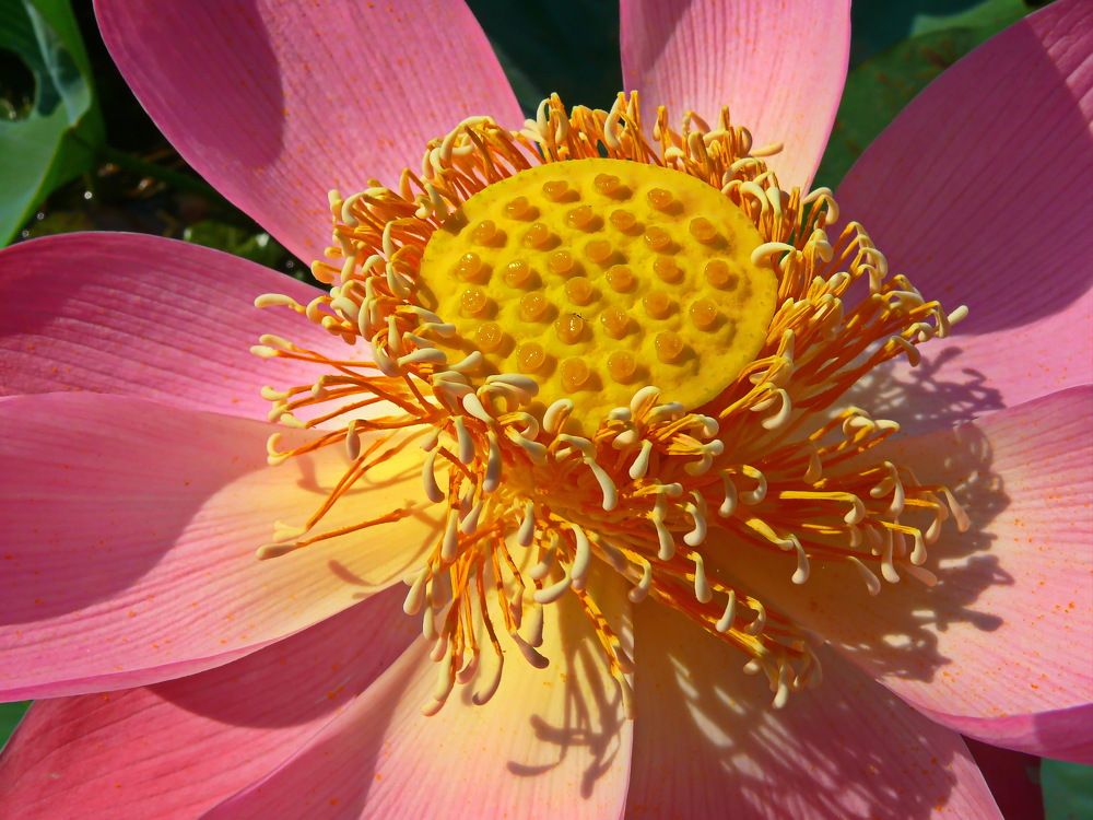 Фотография автора Анатолий Борисов