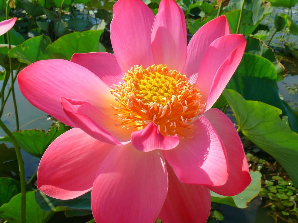 Фотография автора Анатолий Борисов