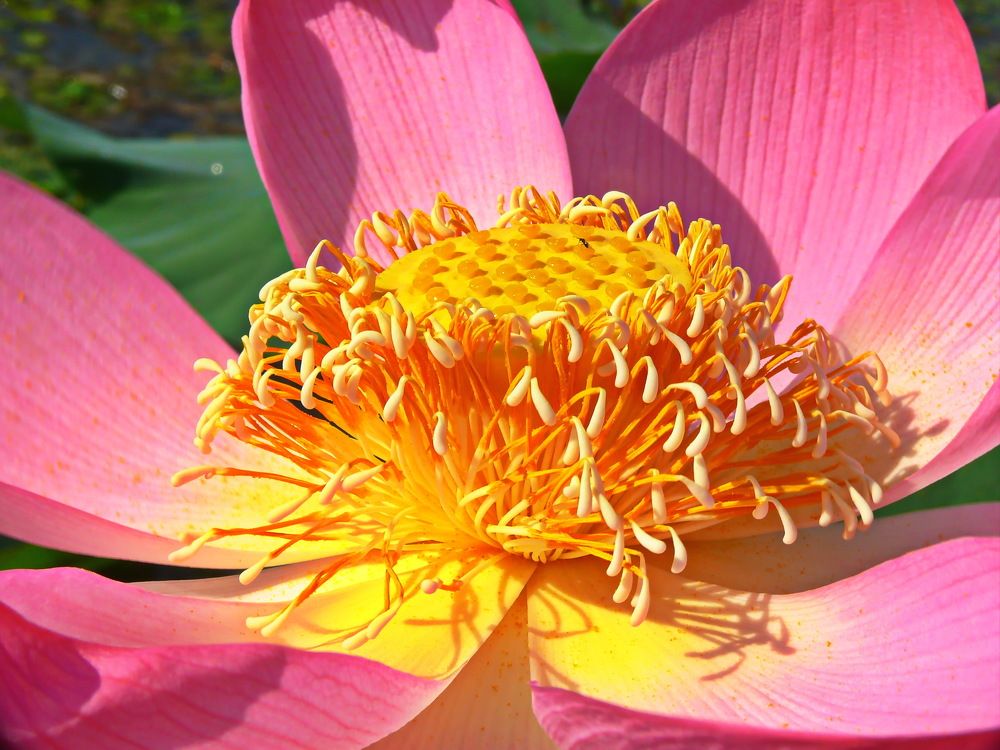 Фотография автора Анатолий Борисов