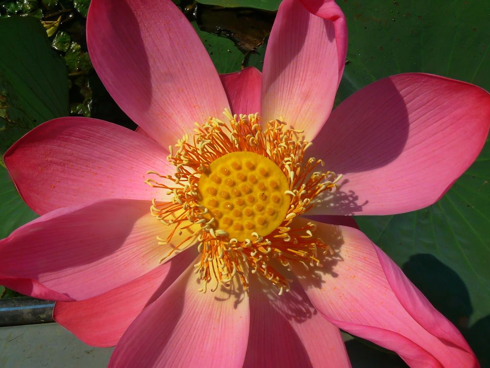 Фотография автора Анатолий Борисов