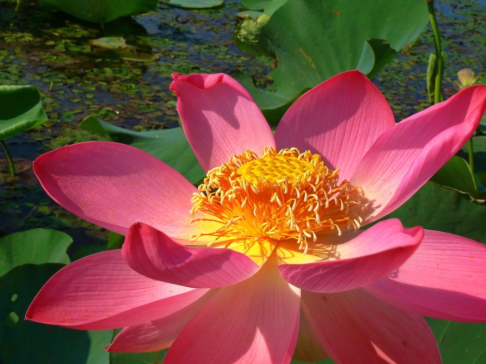 Фотография автора Анатолий Борисов